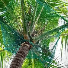 Coconut Safety Nets