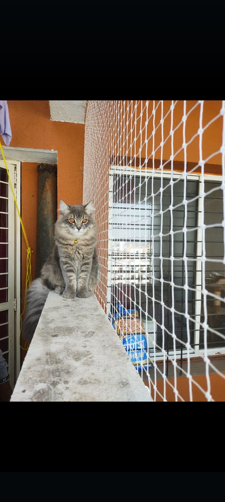 Window Safety Net 8105654741